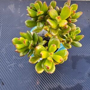 Crassula ovata 'Hobbit' (Hobbit Jade)